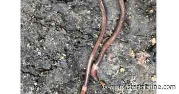 DNR warns Minnesotans about spread of invasive 'jumping worms'