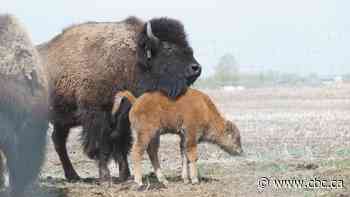 Wanuskewin Heritage Park to unveil new look following $40M renovation during reopening
