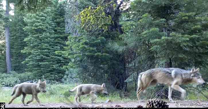 U.S. wildlife officials aim to remove wolf protections in 2020