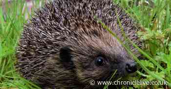 Hedgehogs found mutilated and stacked after being killed in 'callous' attack