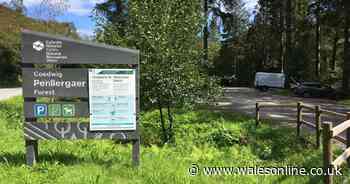 Woodland used by scouts and families becomes dogging hotspot