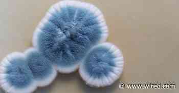 A Grim Reality of Reopening: More Mold