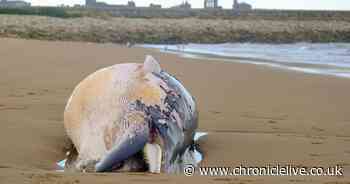 Public warned not to get close to dead whale washed up on South Tyneside beach