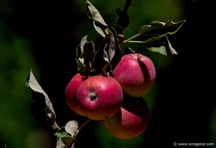 Apples are ripe for the picking, and Oak Glen has a plan for you do it safely