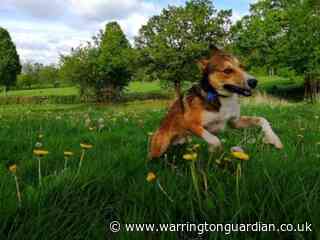 Meet Pickle the dog who was rescued from a 'kill list' in Romania