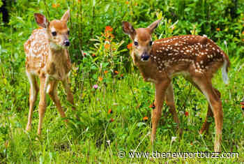 State of Rhode Island Confirms EEE-Positive Deer - Newport Buzz
