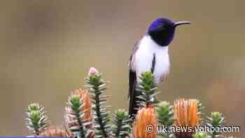Ecuadoran hummingbird emits highest sound recorded in birds