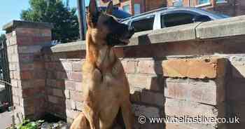 Belfast man's hero dog saves neighbour's car from thieves - Belfast Live