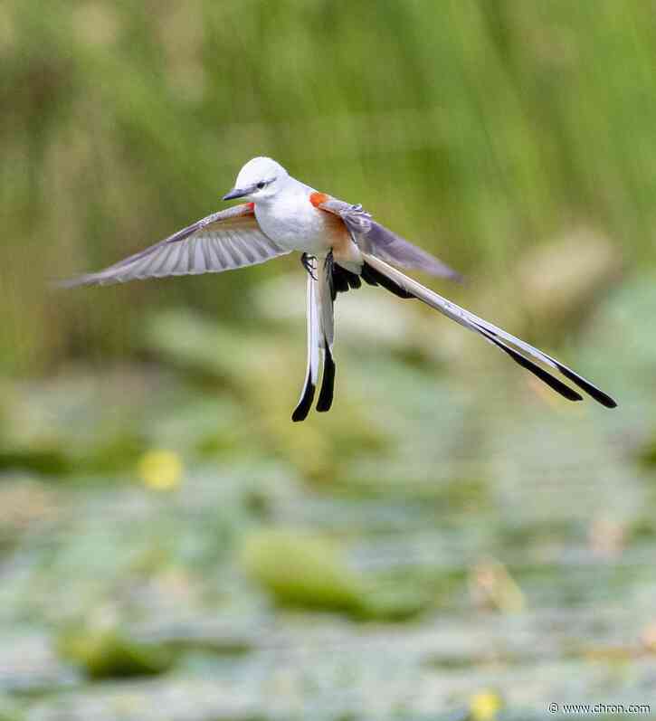 Artfeel: Wildlife ‘beauty hunter’ Lisa Griffis showcases talent