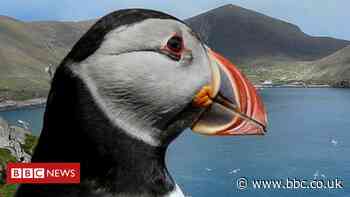 Warning over Yorkshire coast marine wildlife disturbance