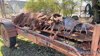770-pound crocodile caught at Outback tourist destination