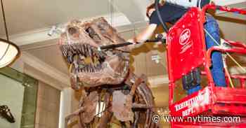 Natural History Museum Brushes Up for a Reopening