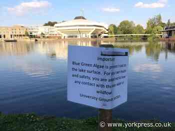 Warning over toxic algae in York that can kill your dog 'rapidly'