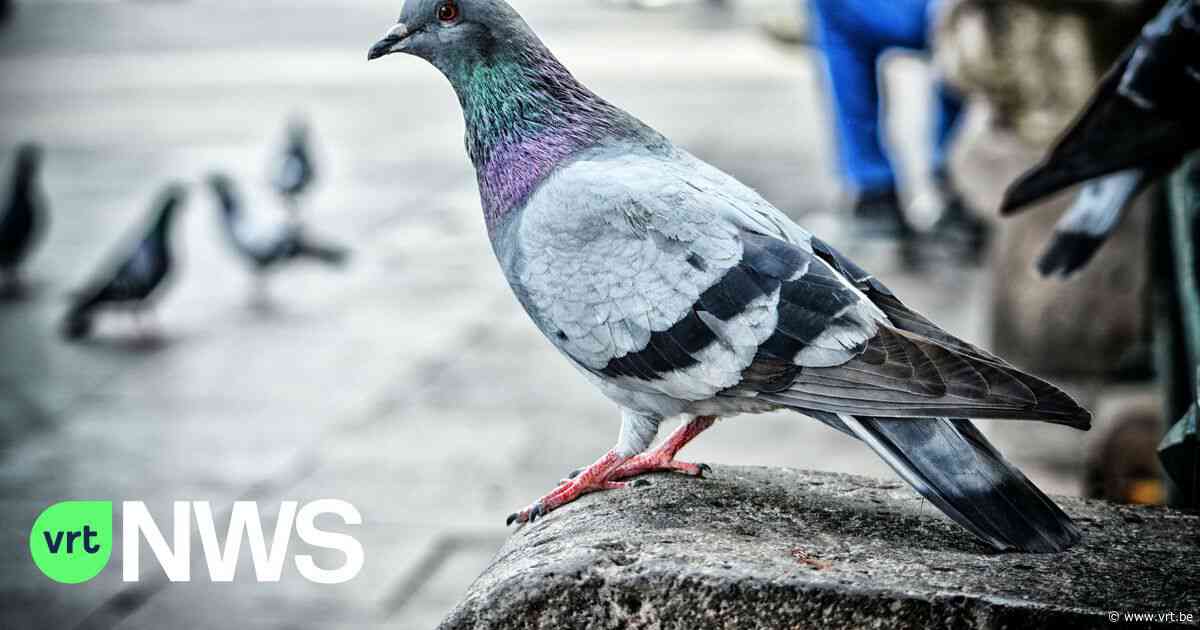 55 duiven vergiftigd in Elsene: "De dieren doden laat de populatie alleen maar groeien" - VRT NWS