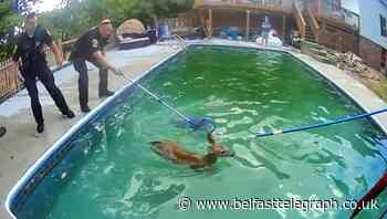 Two baby deer rescued after getting trapped in pool