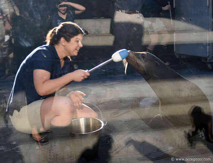 How to have breakfast with the seals and sea lions at the Aquarium of the Pacific