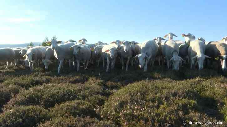On Mont Lozere, a centuries-old migratory tradition is under threat