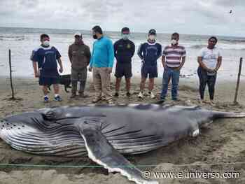 Cría de ballena jorobada apareció sin vida en playa de Muisne, Esmeraldas - El Universo