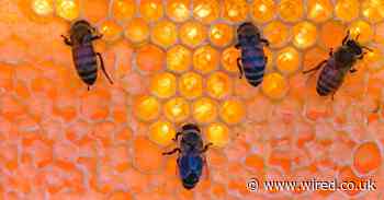 Bees could teach humans a thing or two about social distancing