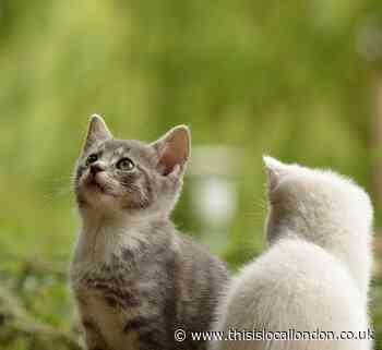 The five types of cat owner, according to research