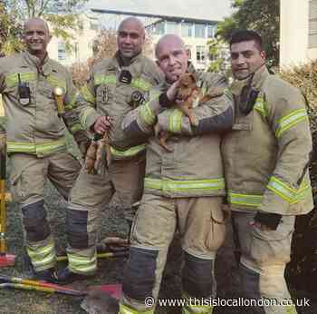 Fire crew rescue puppy stuck in a hole in Harmondsworth