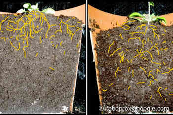 Cropland vs Climate Change: A Conversation with Wolfgang Busch