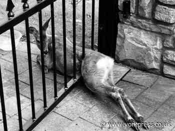 Firefighters free deer stuck in metal gate