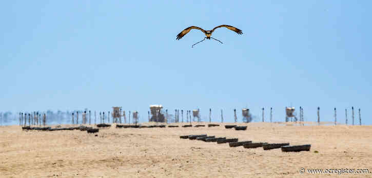 Body in Huntington Beach tide is fourth found at OC beaches in 11 days