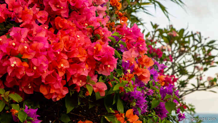 These colorful, resilient plants can withstand the blistering summer heat