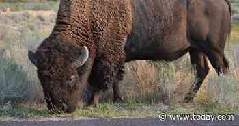 Man dead after possible bison attack in Antelope Island, Utah