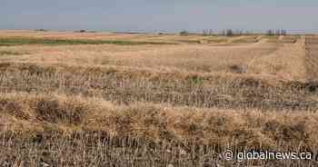 Warm, dry conditions allow harvest to advance quickly: Saskatchewan Agriculture