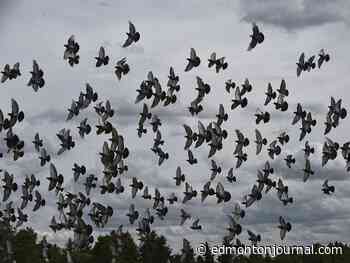 Edmonton weather: Still some summer left in September - Edmonton Journal