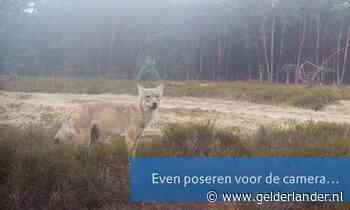 ‘Bijzondere’ beelden van wolvin op wildcamera’s