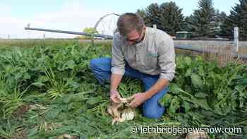 Harvest begins early for Southern Alberta`s sweetest crop - Lethbridge News Now
