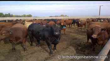 Ensuring animal health with new diagnostic pilot project - Lethbridge News Now