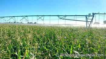 Southern Alberta crops fairing far better than five-year average - Lethbridge News Now