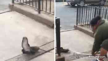 NYC Street Fight Between Rat and Pigeon Broken Up by Man with Pipe