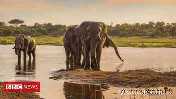 Secrets of male elephant society revealed in the wild