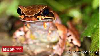 Scientists have the answer to a tadpole mystery