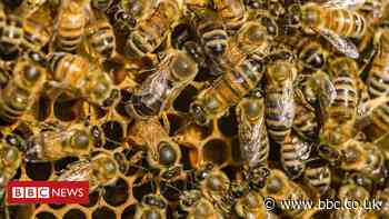 Honeybee venom 'kills some breast cancer cells'