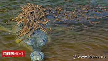 Wildlife Photographer of the Year: How many crocodiles can you see?