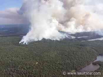Forest fires consume far fewer hectares