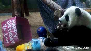 Giant Panda Twins Get Treated Right for 4th Birthday at Atlanta Zoo