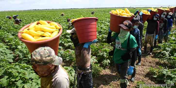 About half of the farmworkers in the US don't have legal status. They're risking getting COVID-19 to supply our food.