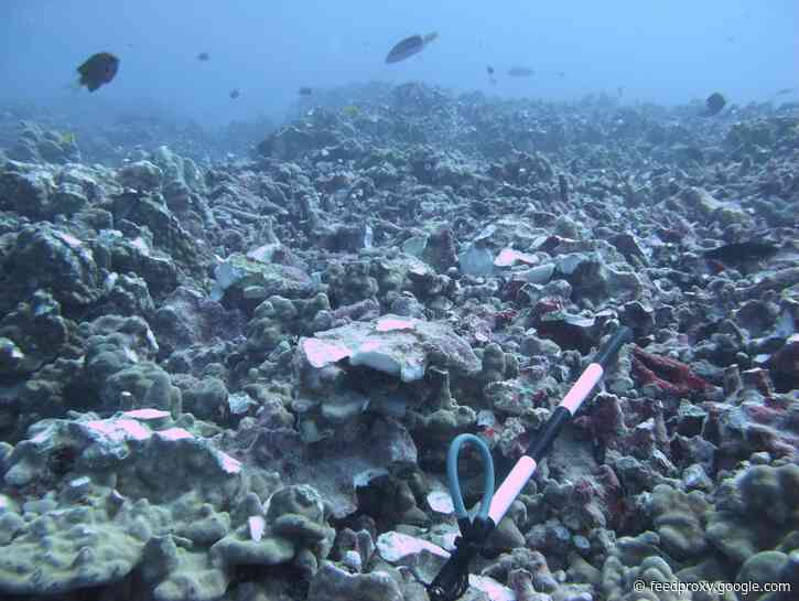 Owners of $41 million superyacht agree to pay $100,000 after dropping anchor, damaging coral reef in Hawaii