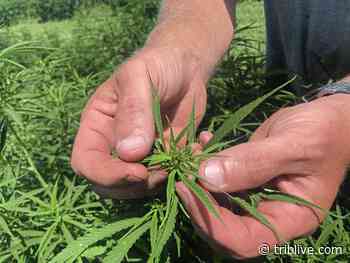 Pa. opens medical marijuana testing labs – including 1 in Trafford – to hemp farmers - TribLIVE