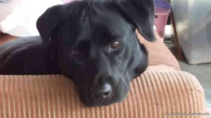 Jeannette Community Raising Money For Service Dog In Need Of Surgery