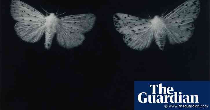 Moths: Britain's under-threat nocturnal treasures – in pictures