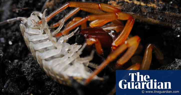 Country diary: strewn corpses point to an eight-legged killer