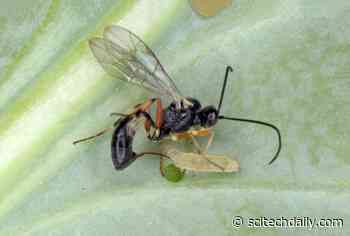 Natural Pest Control: Biological Control of Insect Pests Is Saving Farmers Billions of Dollars